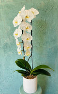 #16 Orchid Plant