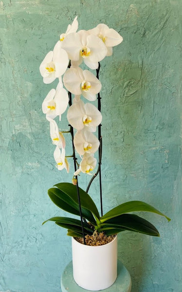 #16 Orchid Plant